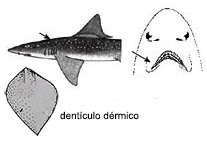 Mustelus asterias_01.jpg